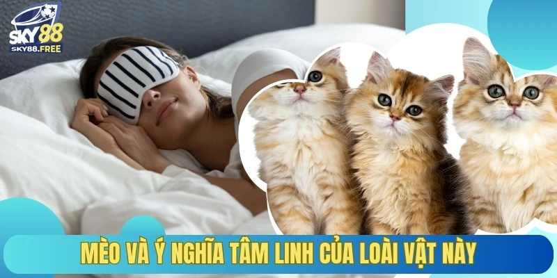 Mèo và ý nghĩa tâm linh của loài vật này